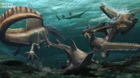 Two Spinosaurus hunt Onchopristis, a prehistoric sawfish, in the waters of the Kem Kem river system in what is now Morocco. (Credit: Jason Treat, NG Staff, and Mesa Schumacher. Art: Davide Bonadonna. Source: Nizar Ibrahim, University of Detroit Mercy)