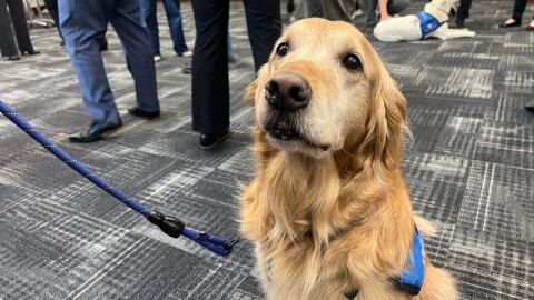 Courtroom support dogs help children and vulnerable adults remain calm and focused during difficult legal cases