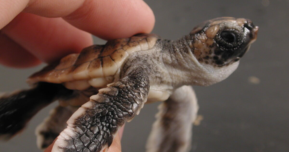 Seb Turtle UNC researchers find sea turtles learn to navigate the ocean through ...