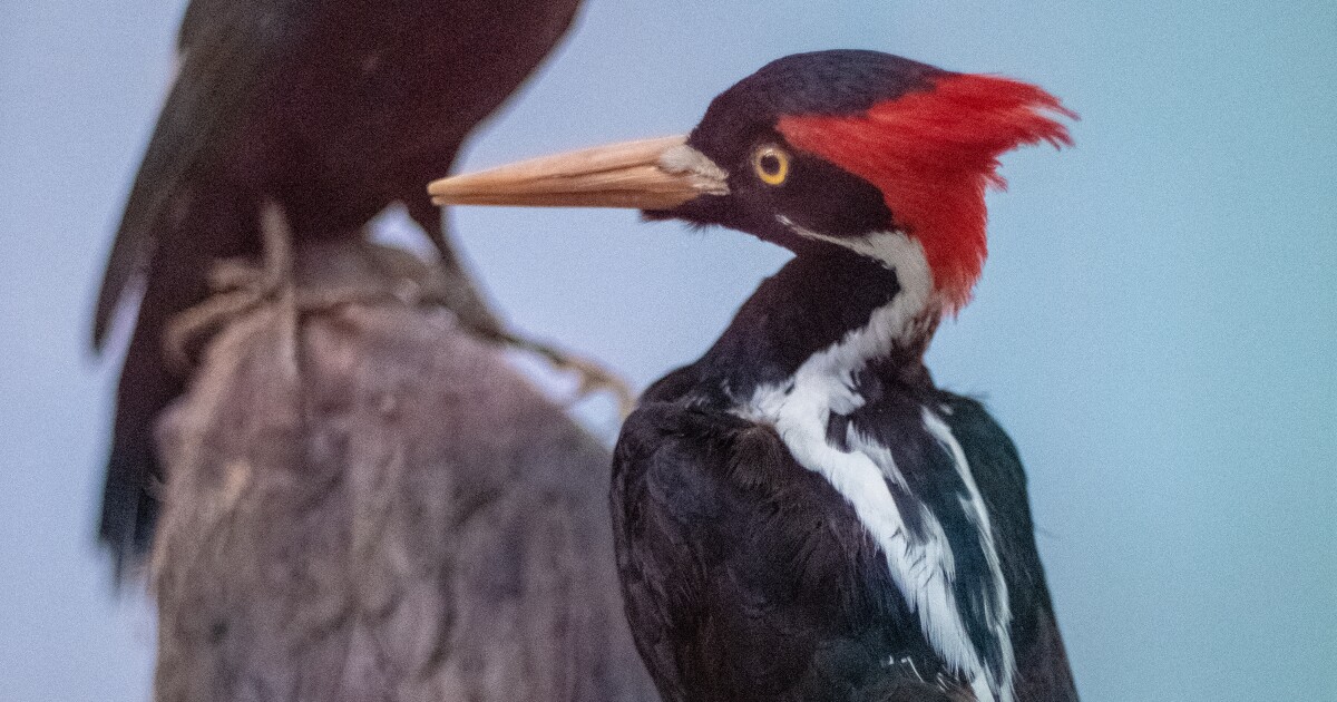 Louisiana Ivory-billed Woodpecker Group encouraged by U.S. Fish and