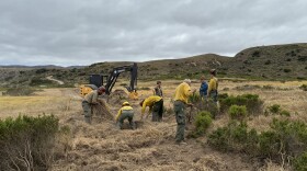Crews work to restore landscape damaged by bulldozers as they cut fire lines to stop the Santa Rosa Island Fire.