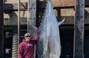 Brandon Mcgirl along with boat captain Jamie Savage pulled in a 1,116 lb. bluefin tuna off of Rye Harbor. The 114-inch fish doesn't qualify for the state record, because of how far offshore it was landed.