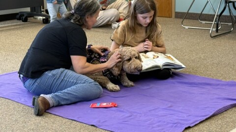 Chloe the Goldendoodle is the dedicated therapy dog for the Middletown Library. She's laying down on a purple blanket while a young person reads a book to her. An adult is giving her skritches because she is a good girl.