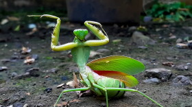 Green praying mantis (Mantis religiosa) Mantis.