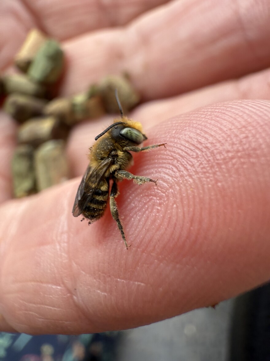 Hatched leaf-cutter bee on the finger of Tora Rocha