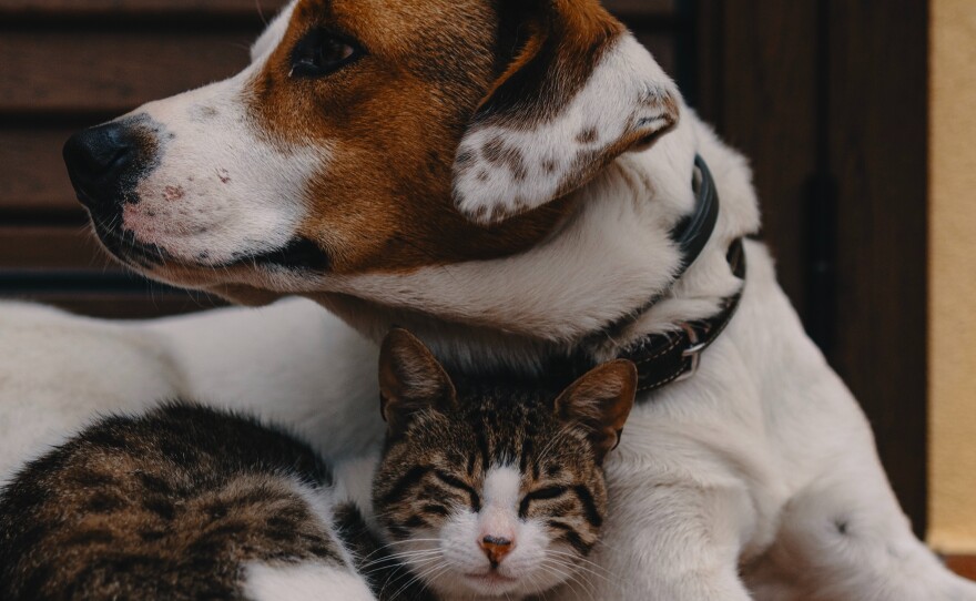 A dog and a cat snuggle together