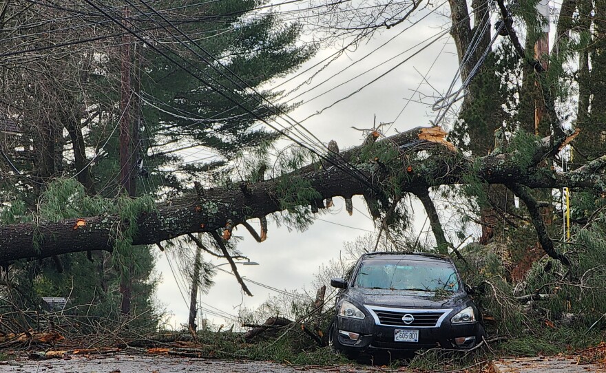 A downed tree on Western Promenade in Auburn on Tuesday.