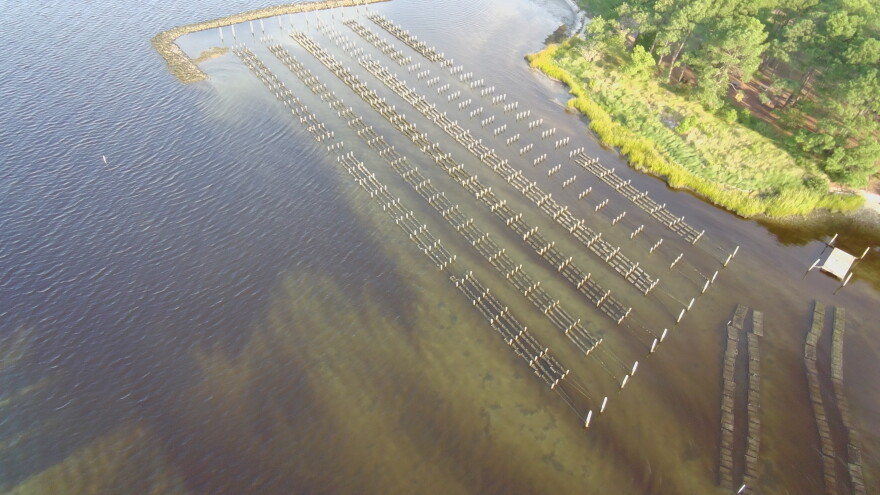 Algal blooms surround Alex L