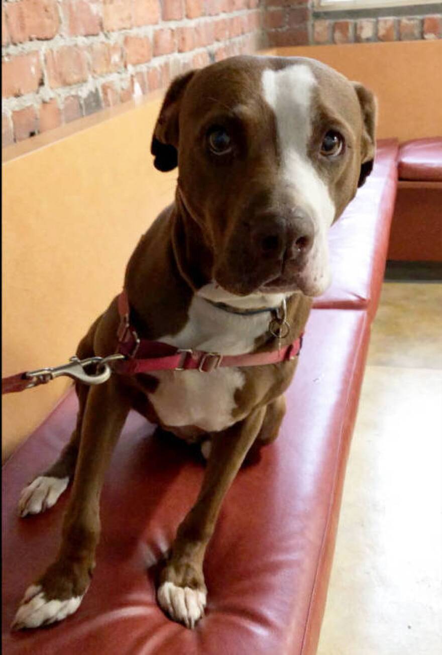 "Maizey" Klivans attempts to sit up straight while waiting to see the vet after she ate some suspect substances in a San Francisco park.