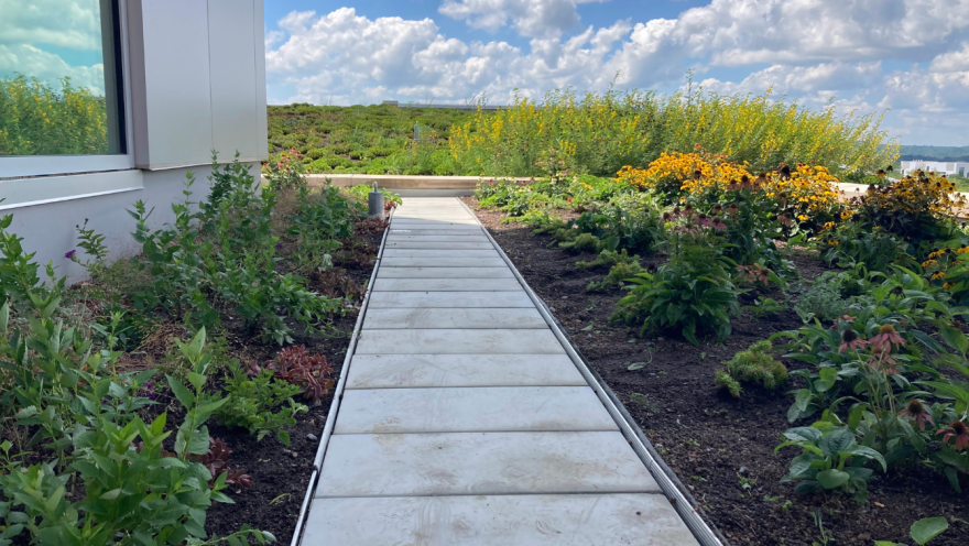 A walkway cuts through the middle of the green roof covering parts of the Fayetteville Public Library.