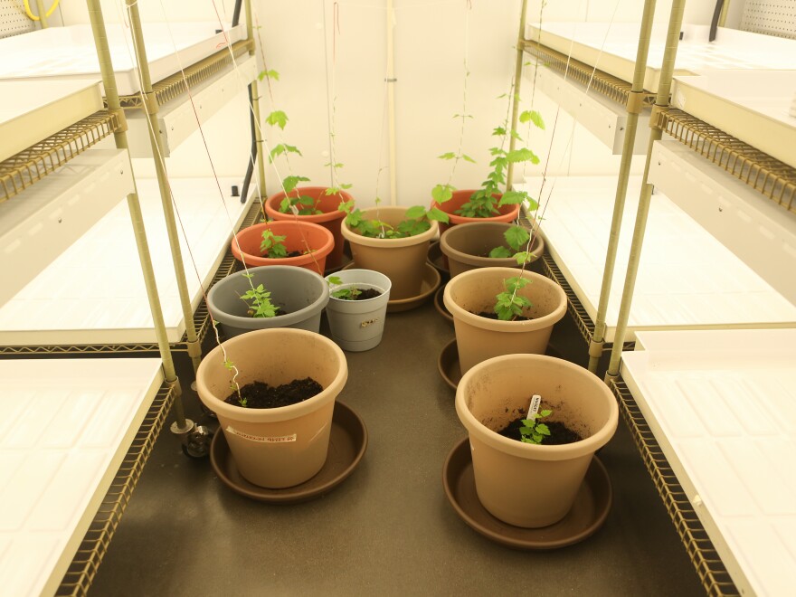 Buckets of hops plants, some of which were provided by Brewery Ommegang, in the Cobleskill lab's walk-in fridge.