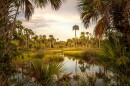  Palm trees surround a river at dusk