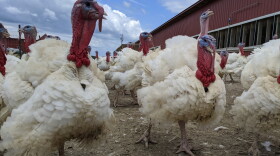 Turkeys at P&J Products in Northfield, Minnesota. (John Zimmerman)