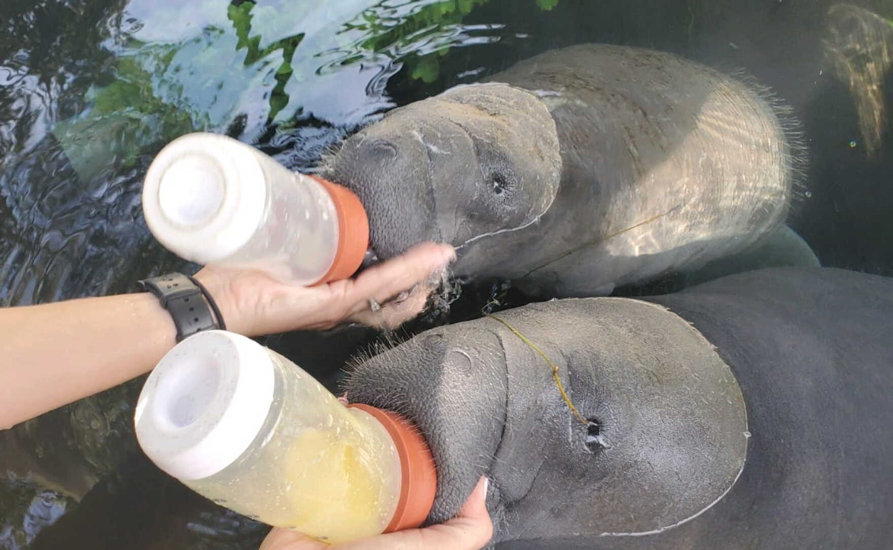 3 orphaned manatees arrive at Cincinnati Zoo for rehabilitation | WVXU