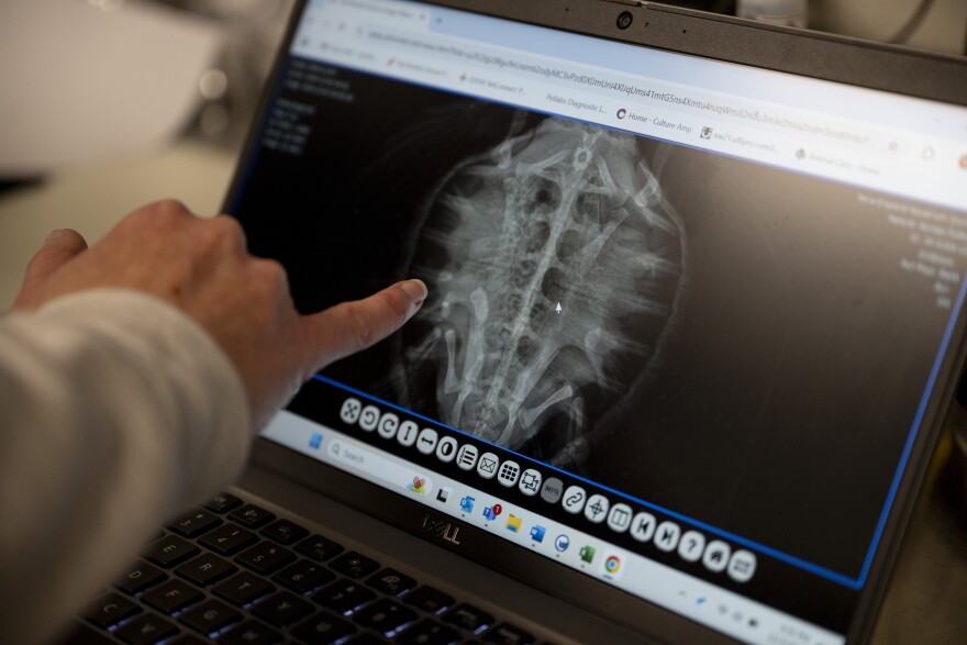 New England Aquarium director of animal health Melissa Joblin points to x-rays of a sea turtle at the aquarium’s animal hospital in Quincy, Mass. on Tuesday, Dec. 3, 2024. (Raquel C. Zaldívar/New England News Collaborative)