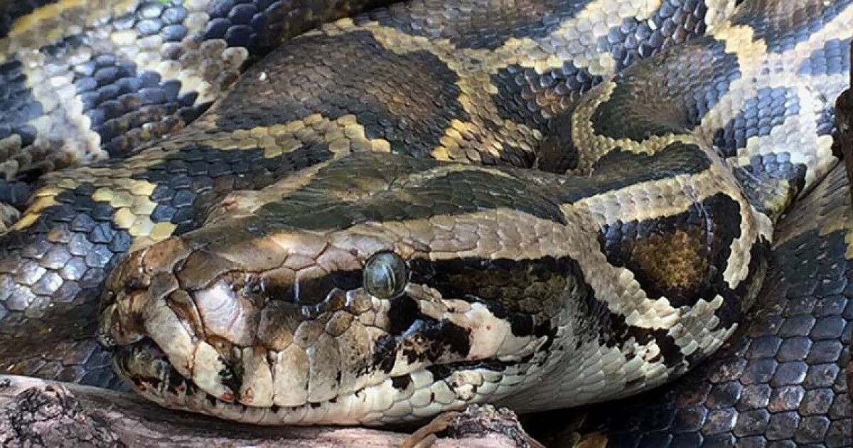 Somalia Python's Small details in $117B state budget: from python removal to 'accurate ...