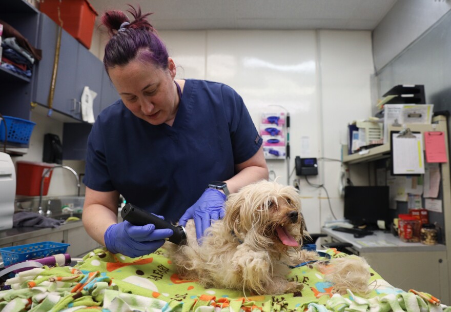 Rochester Animal Services licensed vet tech Allyson Forbes shaves matted hair off a small, long-haired, sandy-colored stray dog named Scrappy. Forbes found pieces of tin foil stuck in a dog's fur with other organic material.