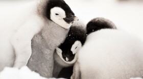 Cuddling chicks. (Lindsay McCrae)