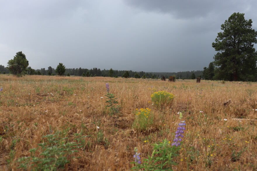 Summer rain develops over northern Arizona.