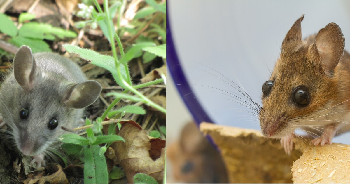 Michigan Mice Moving Northward WVXU