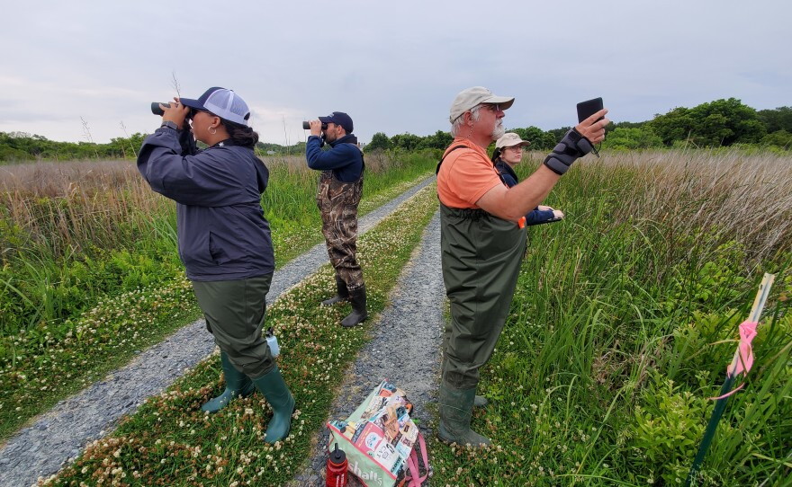 Pine Island communications intern Lauren Bills, Audubon NC communications manager Ben Graham, Pine Island Center Director Robbie Fearn, and Audubon Coastal Resilience Program manager Cat Bowler listen and watch for bird species at one of the survey points on the Pine Island Reserve.
