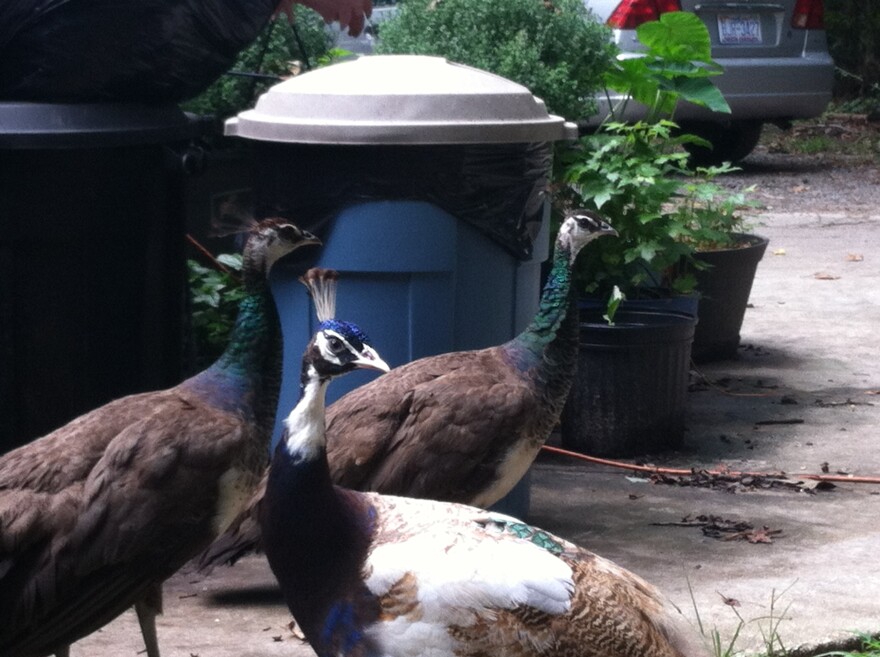 Peacocks at Noah's Landing in Coats, NC