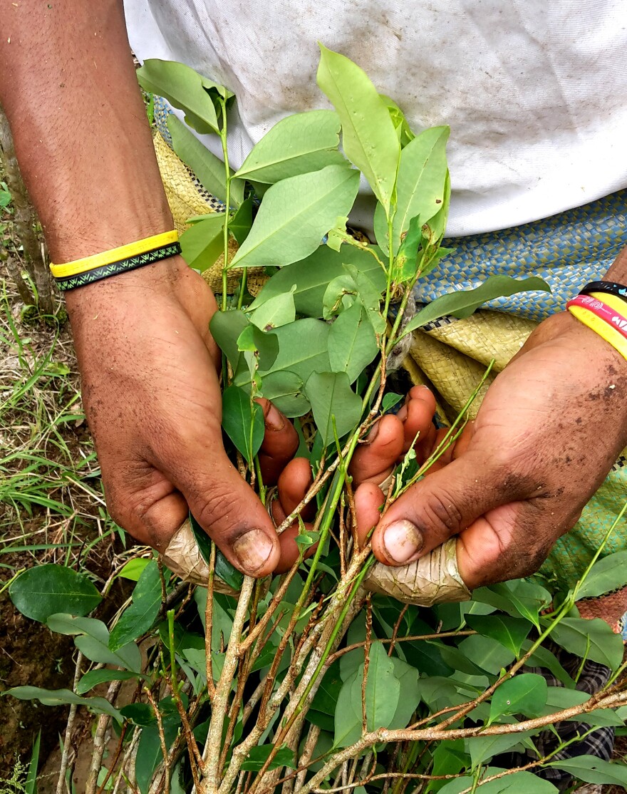 Franklin Canacuan strips the leaves from his coca bushes in southern Colombia. He says his daughter became ill after she was doused with weed killer while playing outside.