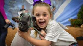 Allison Throckmorton, 9, of San Antonio, Texas shows off her sheep, Tornado, after competing at the American Royal. (Courtesy of Carlos Moreno/KCUR)
