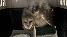The juvenile barn owl was safely kept and transported in a dog crate.