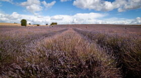 We can thank the compound linalool for lavender’s calming effects.