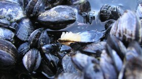 The state has lifted its annual mussel harvesting quarantine.