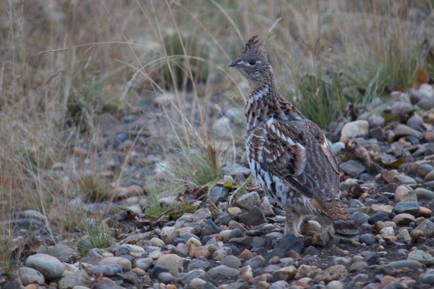 Ruffed Grouse