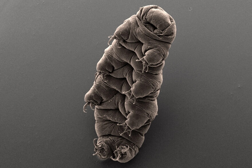 A Tardigrade, also known as water bear due to its shape under a microscope, possess superpowers when it comes to surviving really harsh conditions.