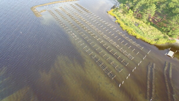 Algal blooms surround Alex L