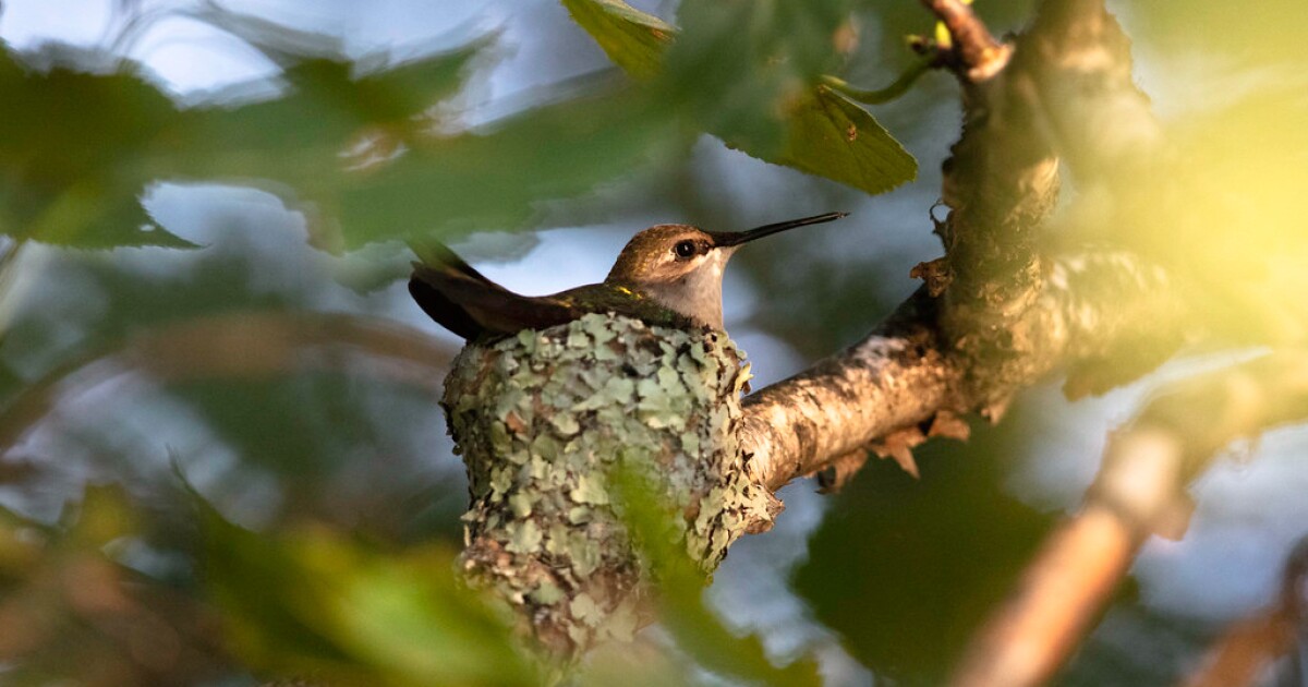 The hawk and the hummingbirds