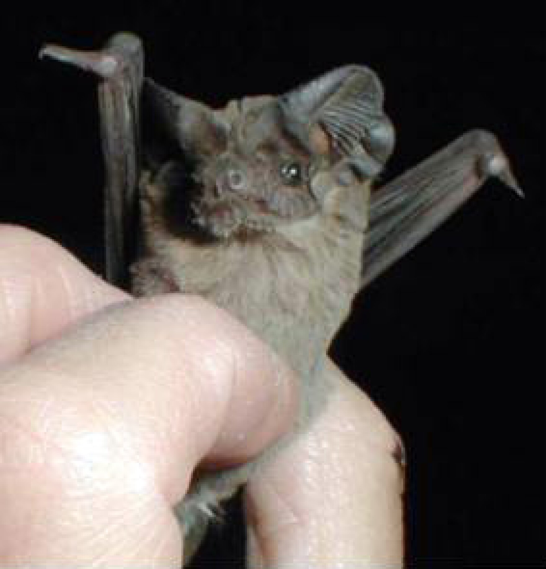 Bats Find New Home Across The Street From Texas A&M Stadium TPR
