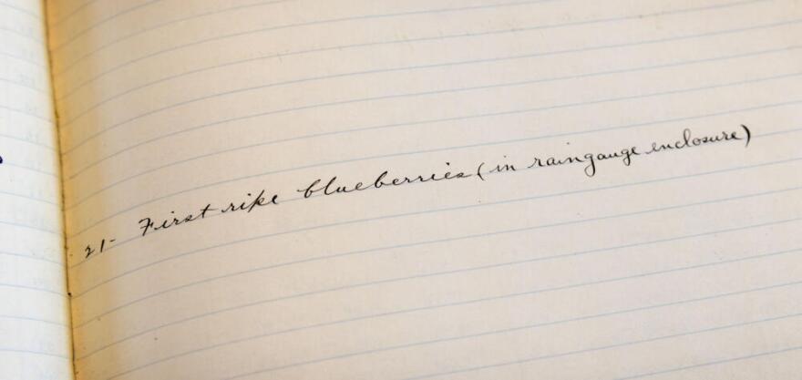 Blue Hills Observatory records from June 1913 show the first siting of ripe blueberries in the raingauge enclosure on June 21st.  (Robin Lubbock/WBUR)