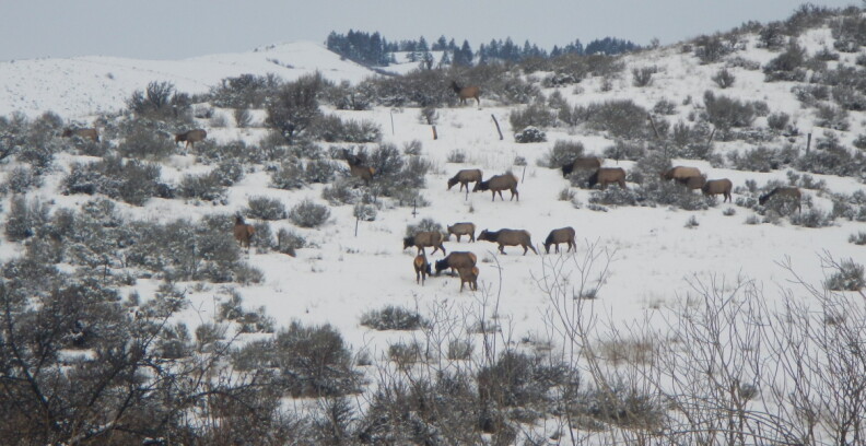 Elk have a snack on the Boise River WMA.
