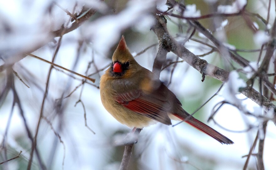 A female cardinal.