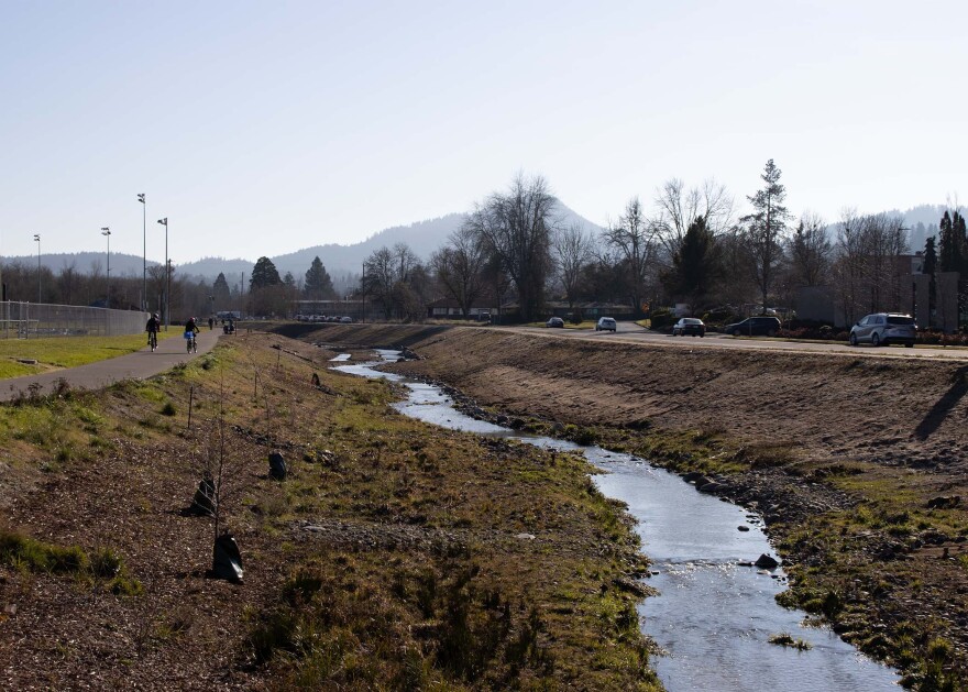 The restored bank of the Amazon Creek, Jan. 23, 2026.