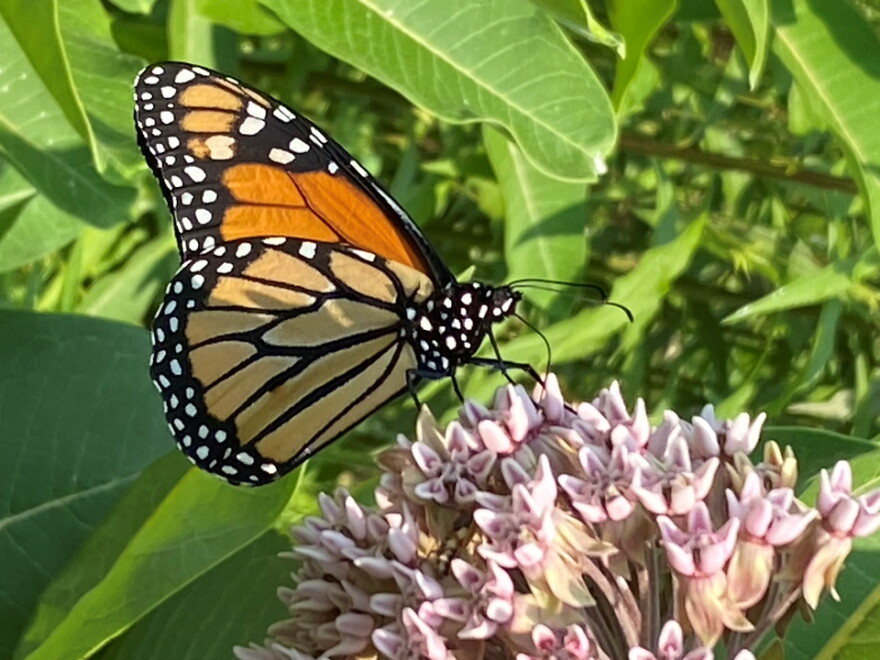 A monarch butterfly perches on a common milkweed plant.