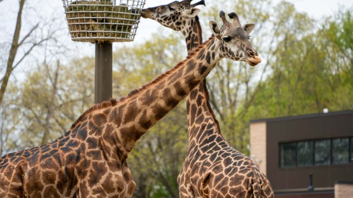 Utility trims trees to prevent outages, gives zoo trimmings