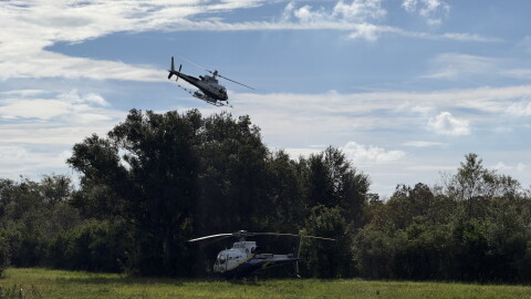 One helicopter sits on the grass with trees behind it, facing the left, as another helicopter is flying just above the trees, facing right.