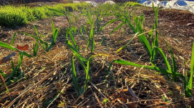 Garlic growing at Bird Fork Farm last year