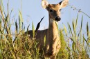 The study will examine how the virus that causes COVID-19 spreads between humans and wildlife, such as white-tailed deer.