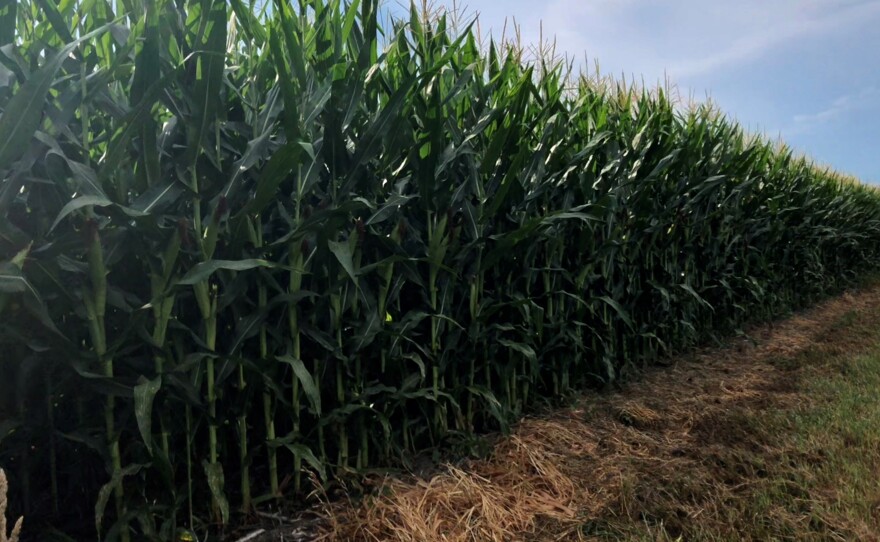 Despite Conservation Changes, Iowa Sends More Nitrates Downriver Iowa