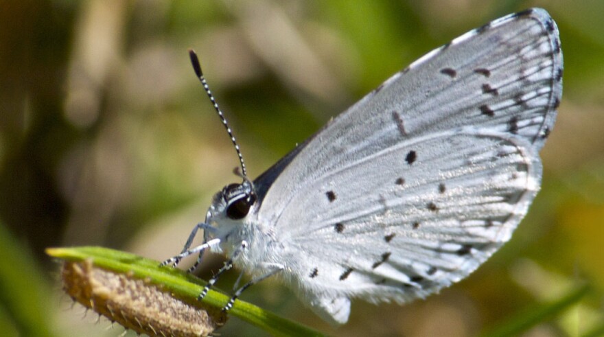 A Spring Azure butterfly.