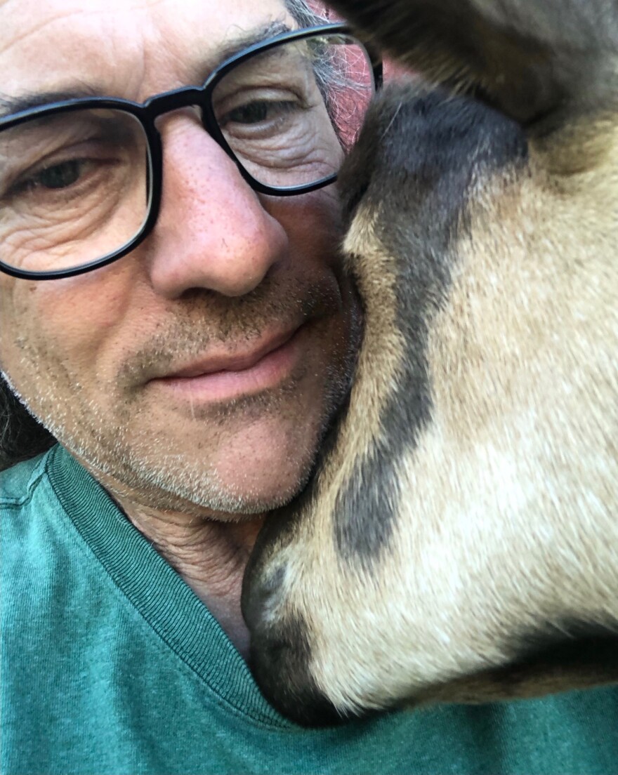 A goat nuzzles Sam Manno's neck.