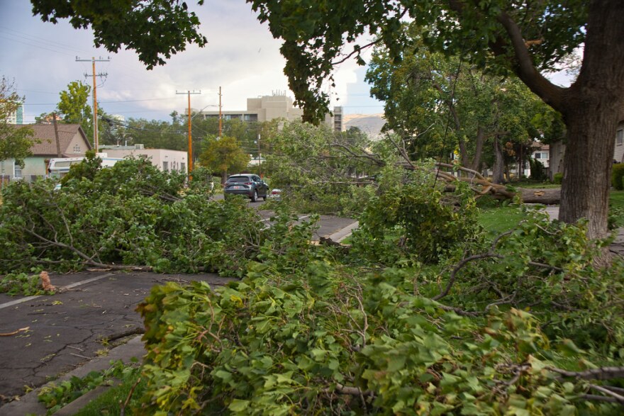 A photo of fallen trees and power lines. 