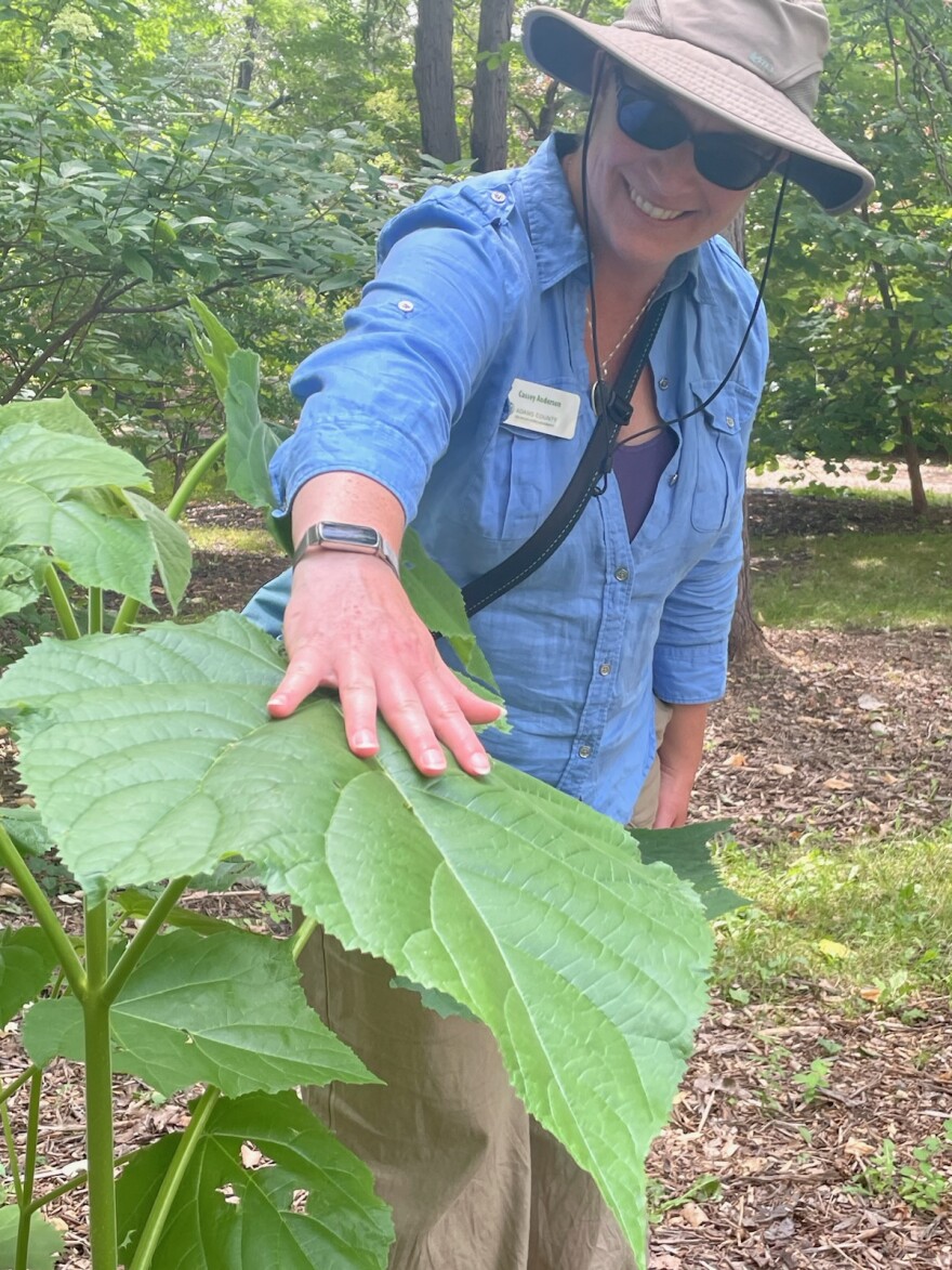 Cassey Anderson, a woman wearing sunglasses, a khaki-colored hat, a blue long sleeved shirt and khaki slacks, stands in an outdoor garden holding her hand over a large plant leaf
